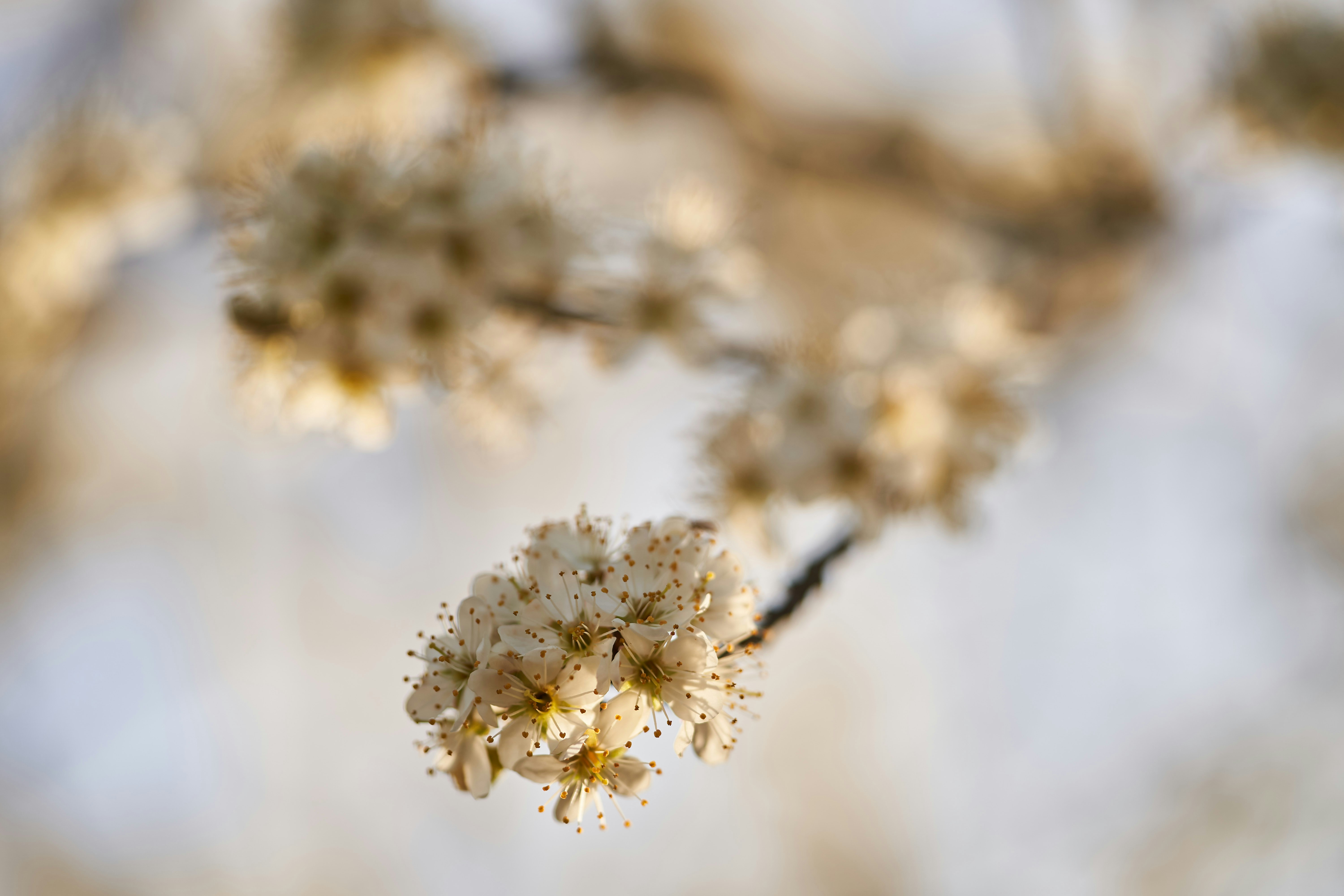 Photo by wolfgang_hasselmann