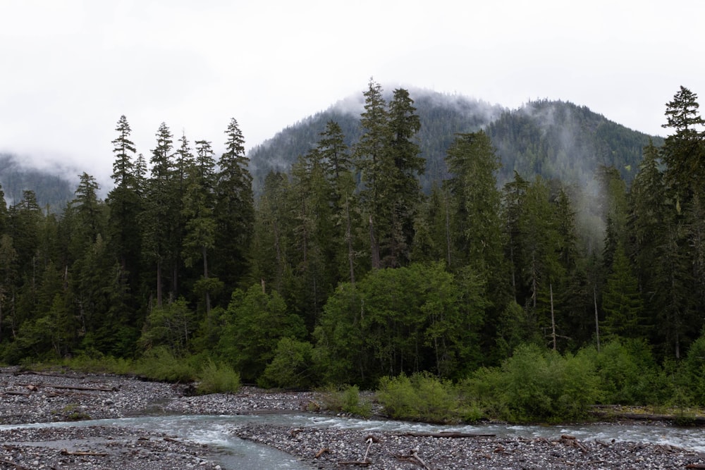 a river with trees and mountains in the background