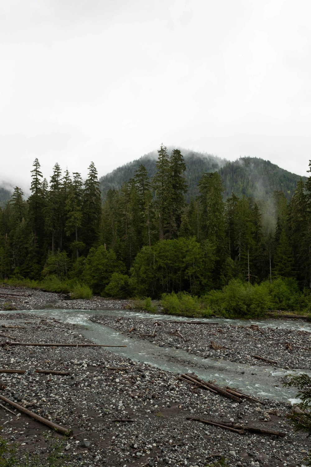 a river with trees on the side