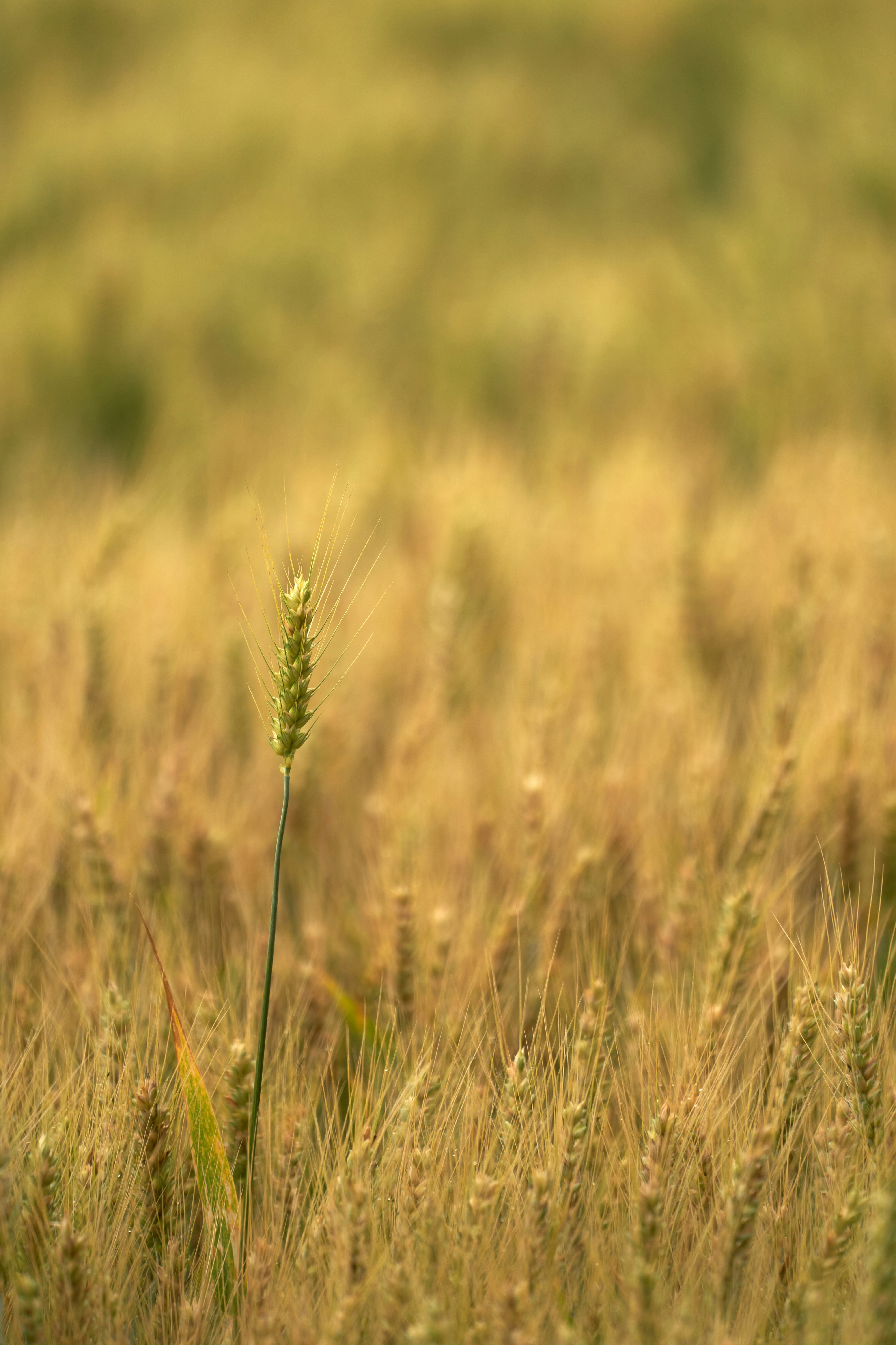 Photo by wolfgang_hasselmann