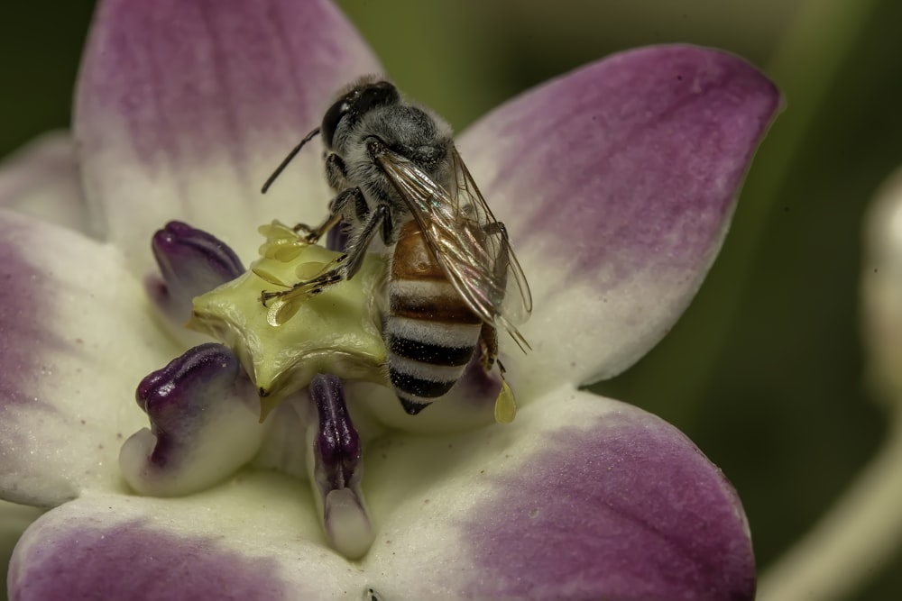 a bee on a flower