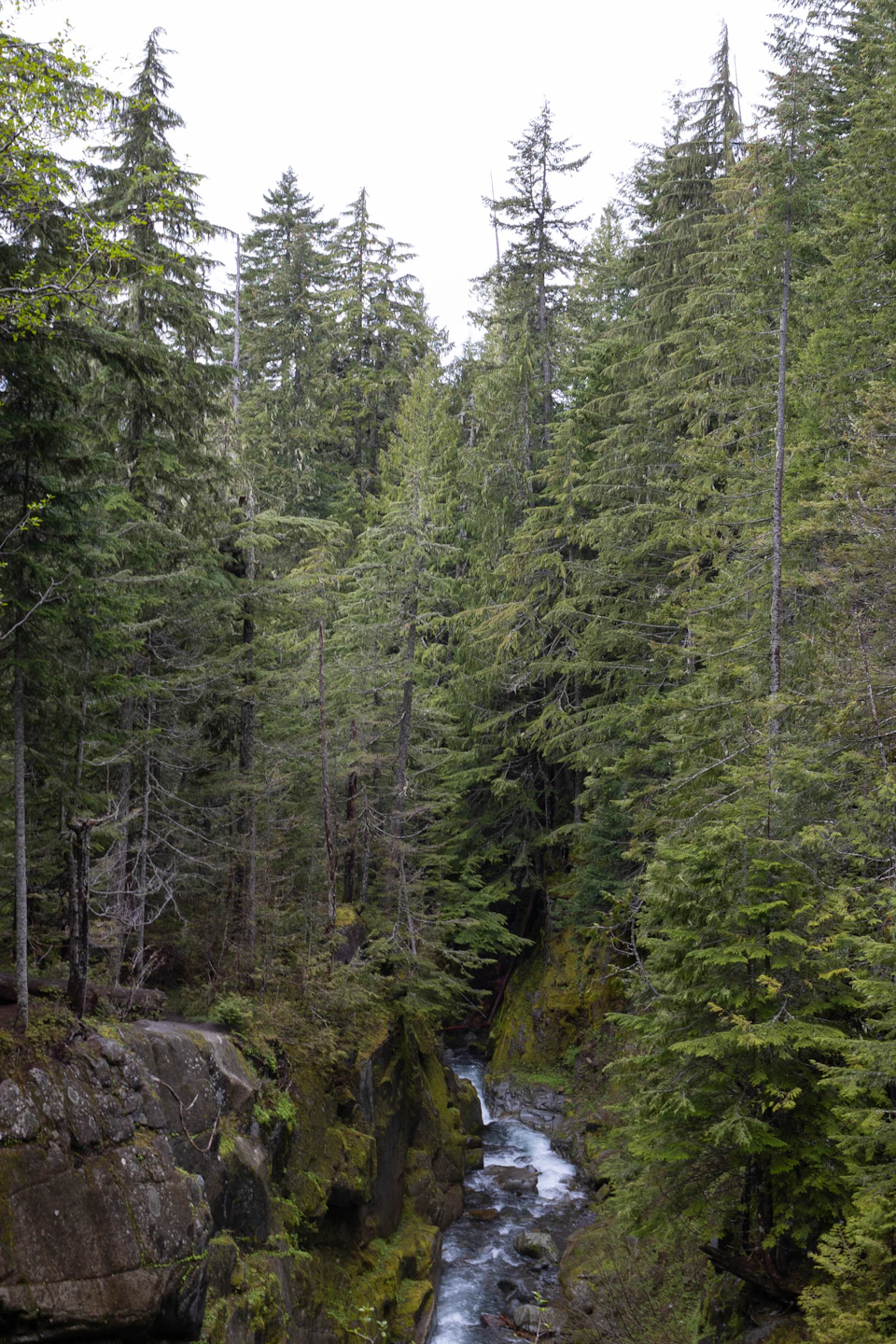Serene forest scene with tall, green trees and a small stream surrounded by moss-covered rocks