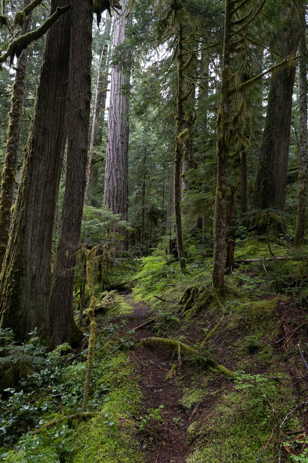 a path through a forest