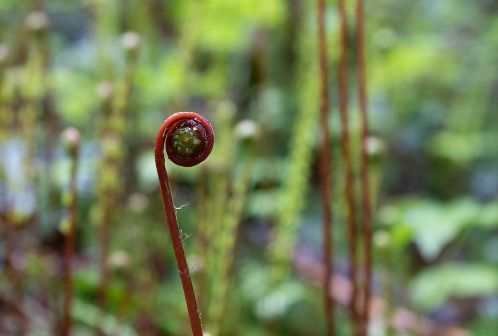 a red flower on a stem