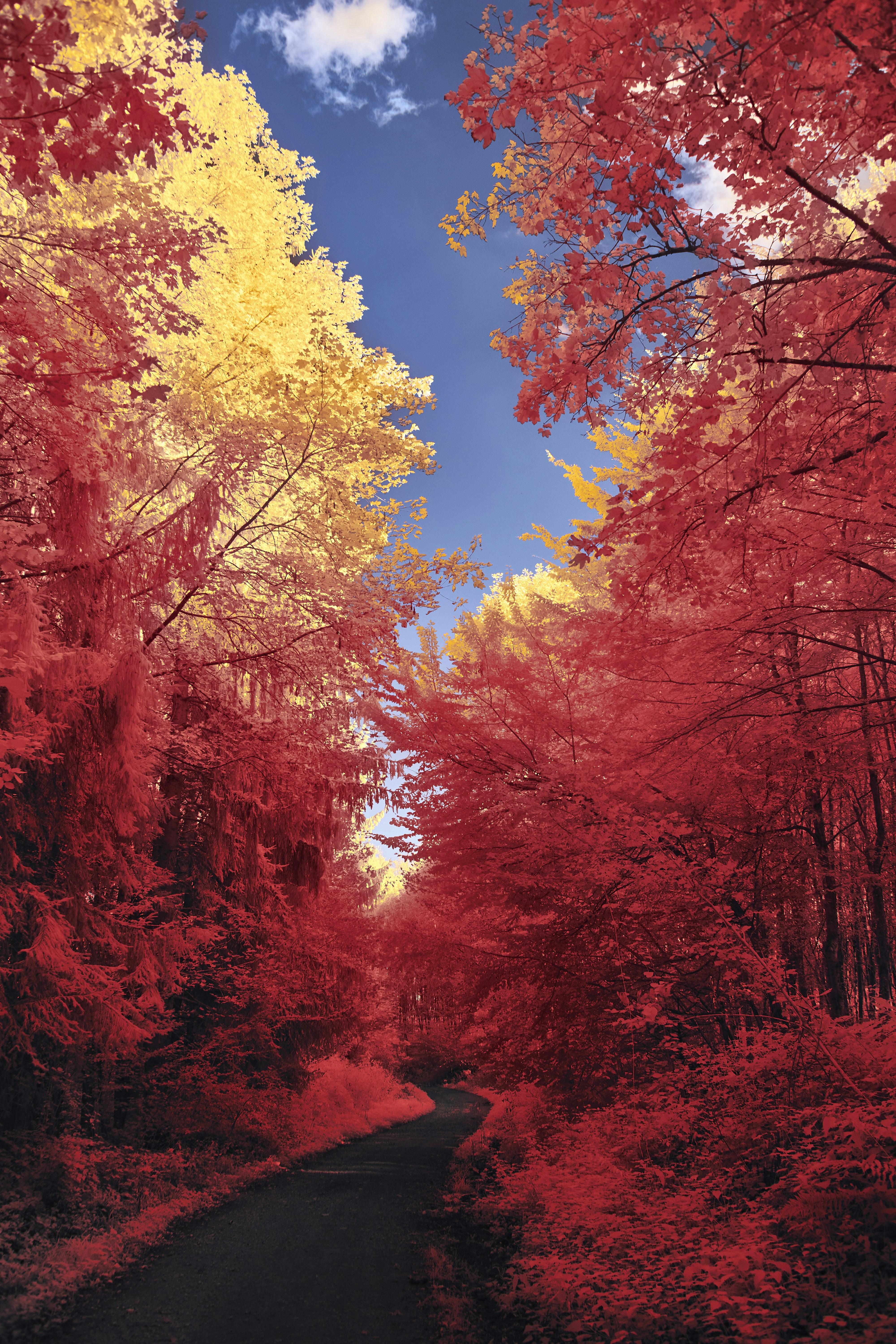 Unsplashで見つける木の無料写真