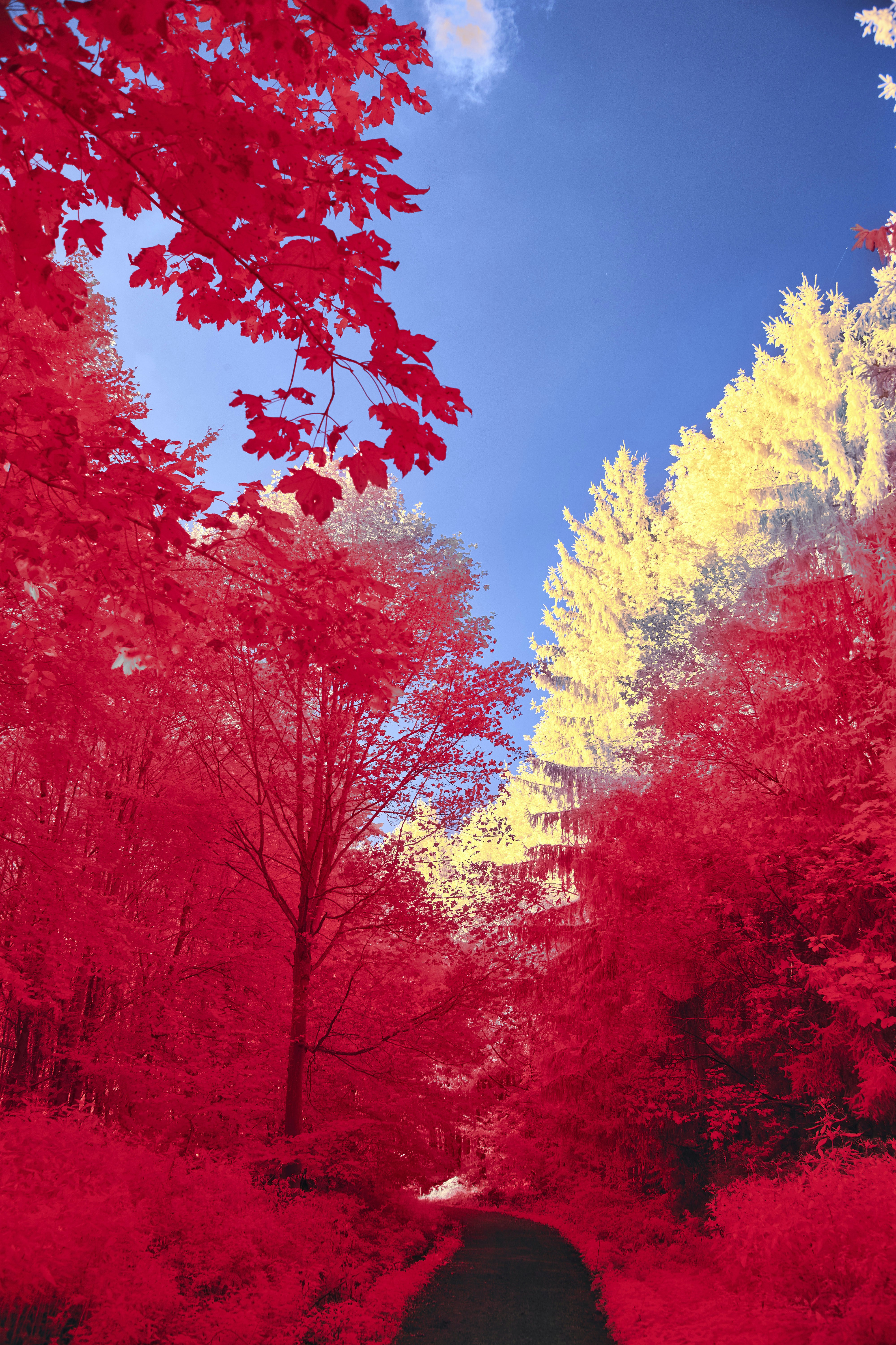 Photo by wolfgang_hasselmann