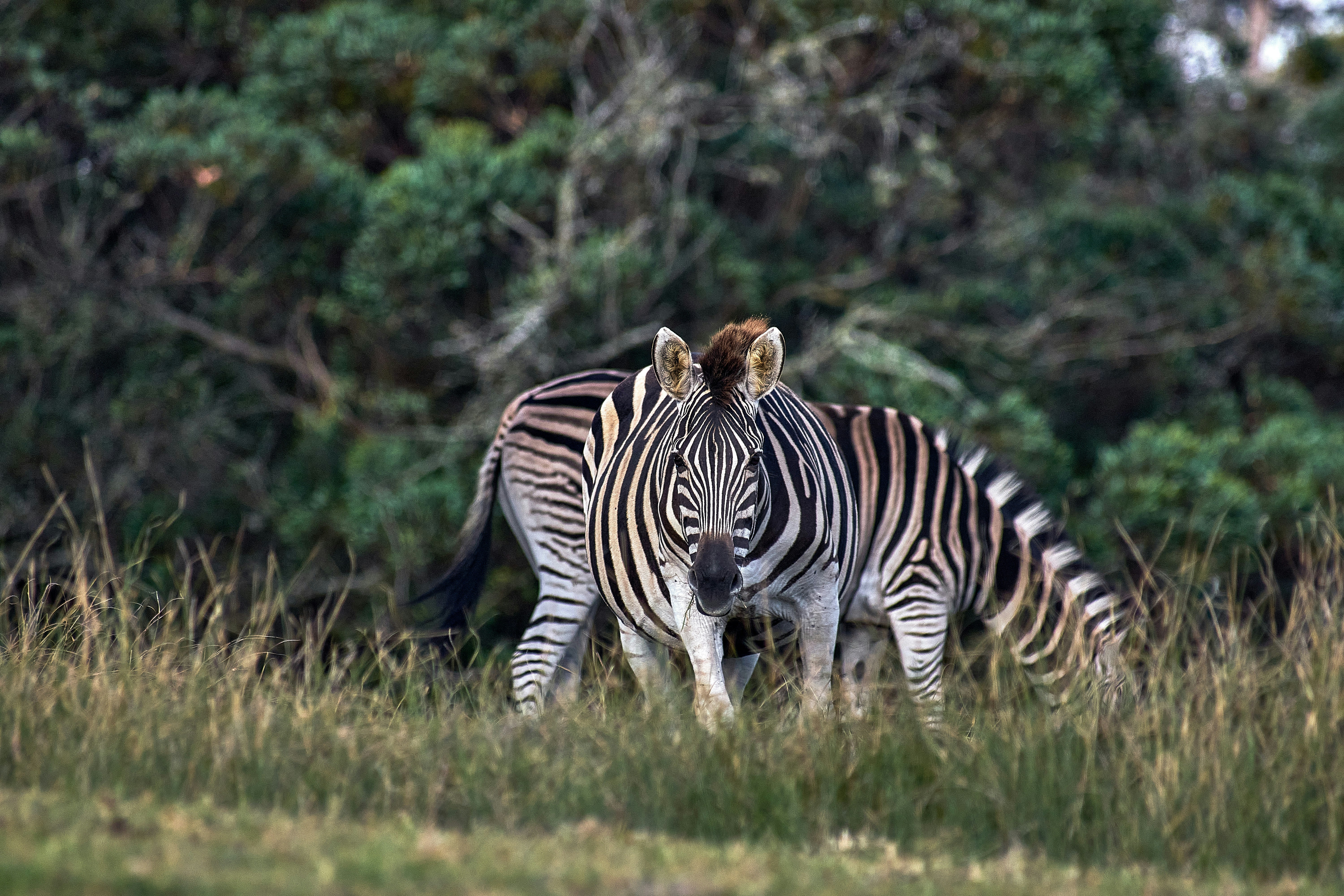 Photo by wolfgang_hasselmann