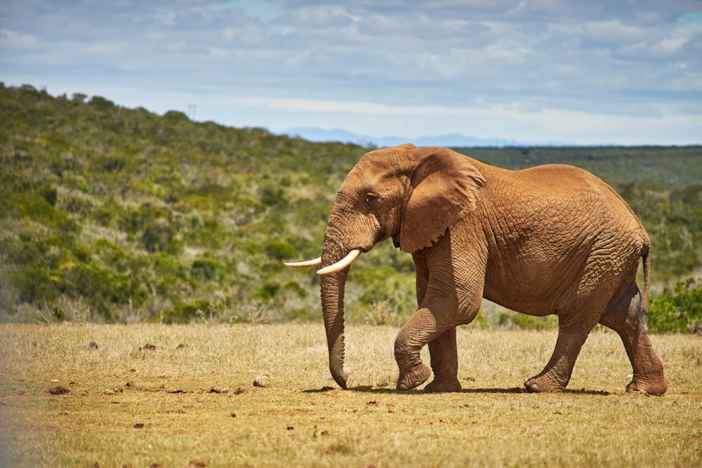 an elephant walking in a field