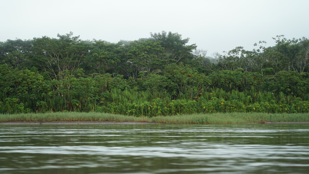 a body of water with trees in the back