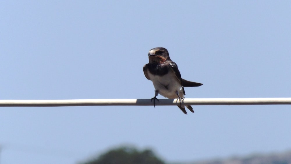a bird sitting on a pole