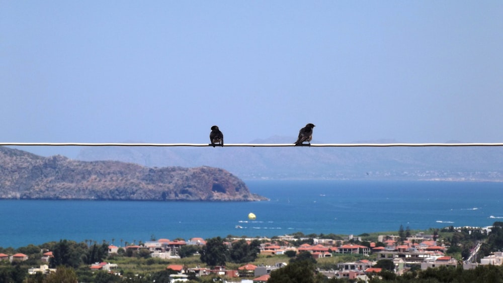 birds sitting on a power line