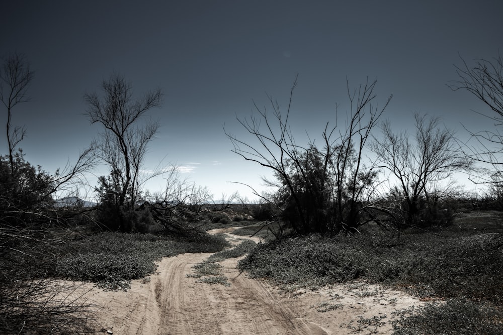 a dirt road with bare trees on either side of it