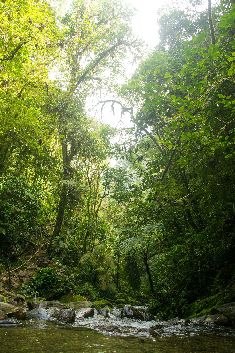 a river with trees around it