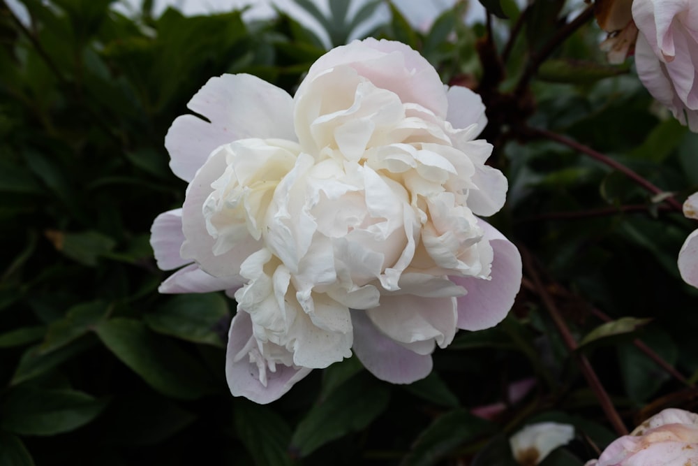 a close up of a flower