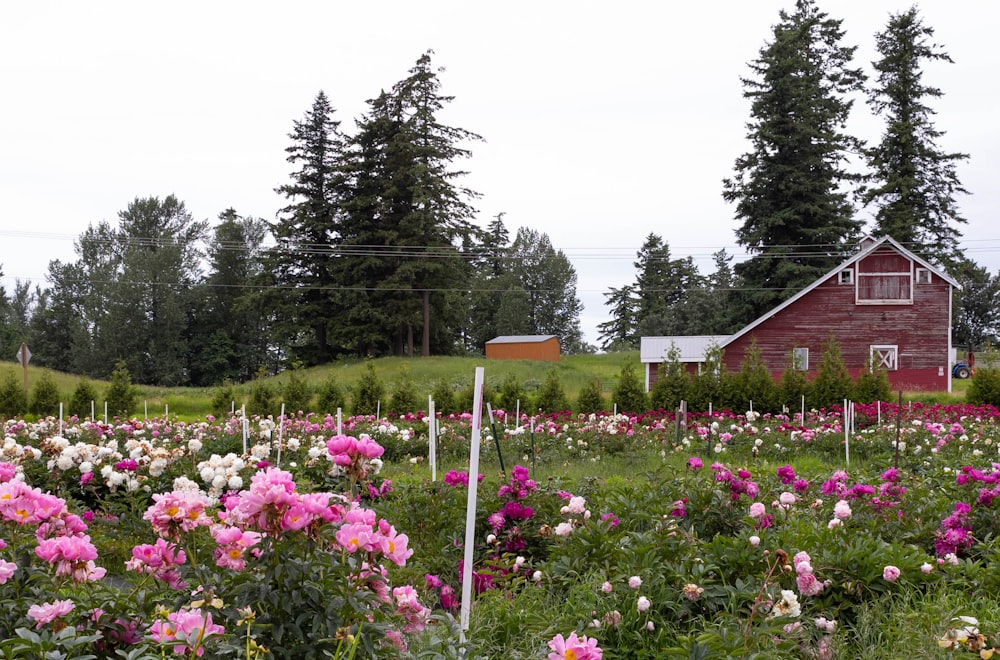 a field of flowers with a house in the background