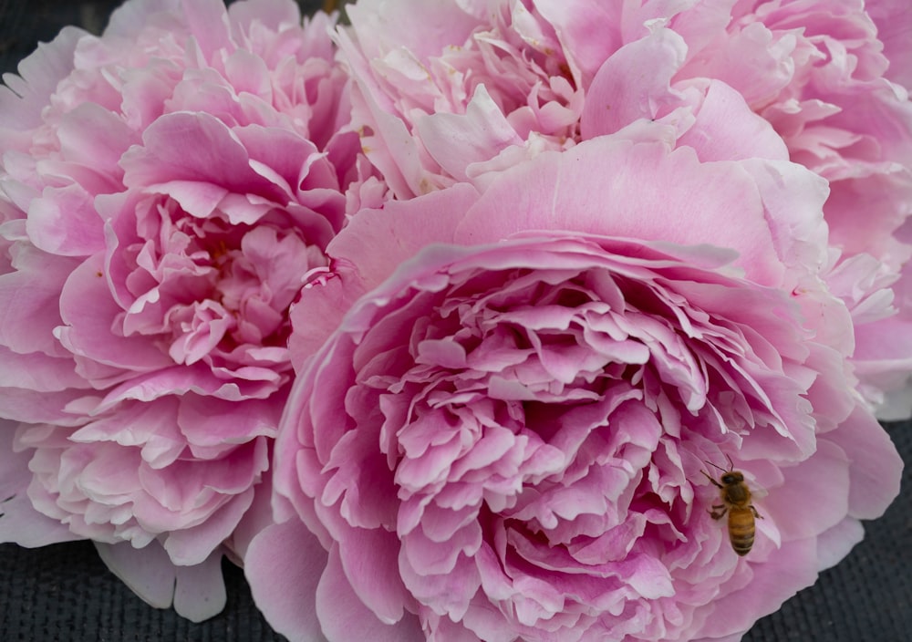 a group of pink flowers