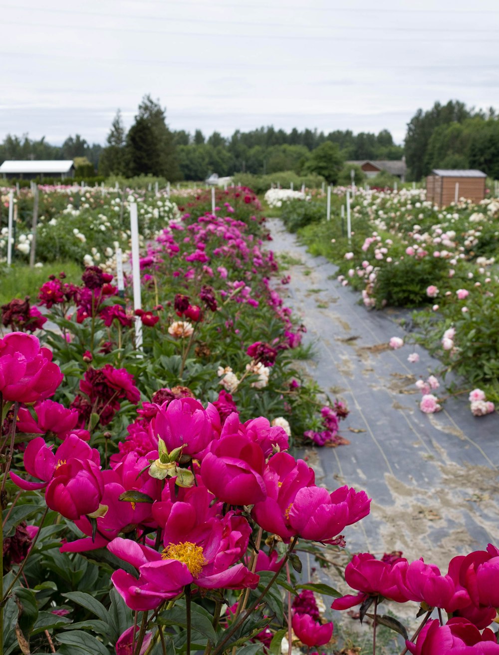 a garden of flowers