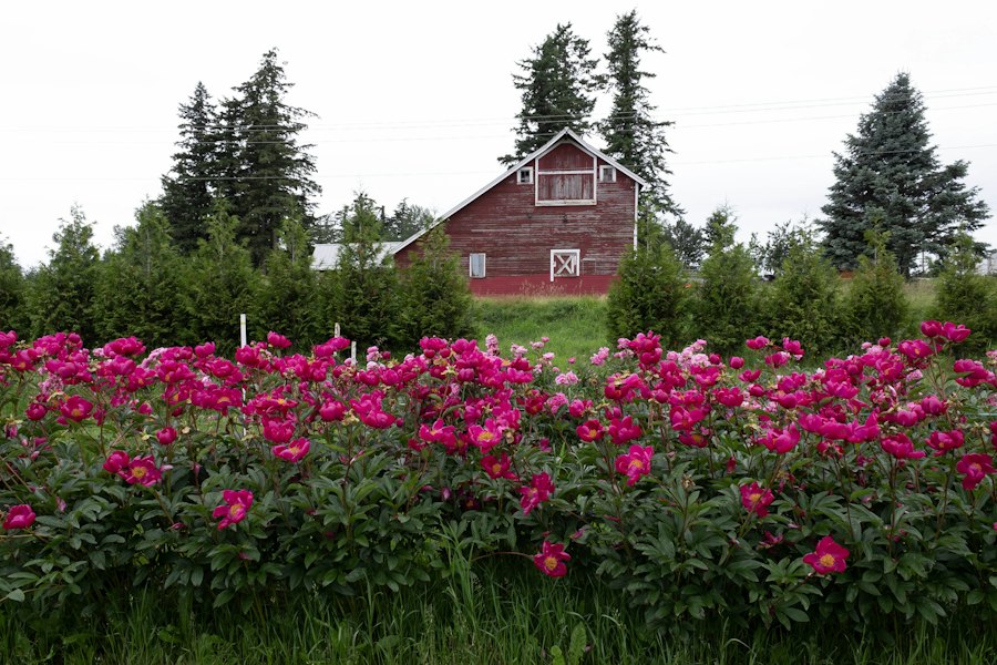 Rows of magenta peonies in front of a weathered red barn and a conifer hedgerow