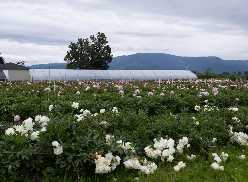 a field of flowers