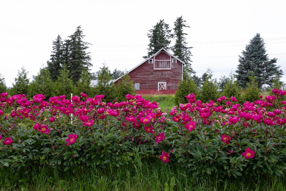 a house surrounded by flowers