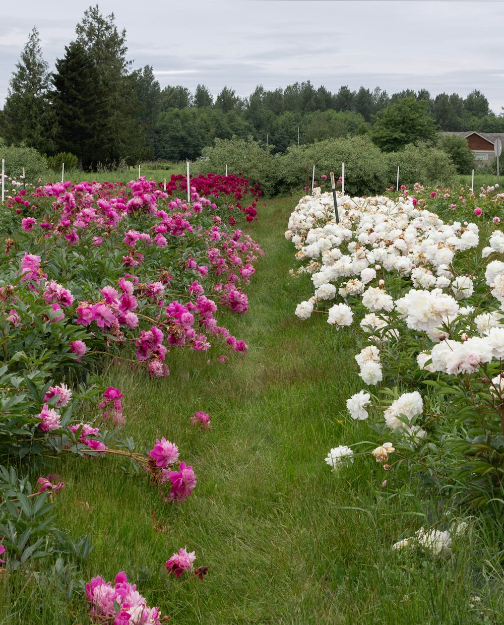 a field of flowers