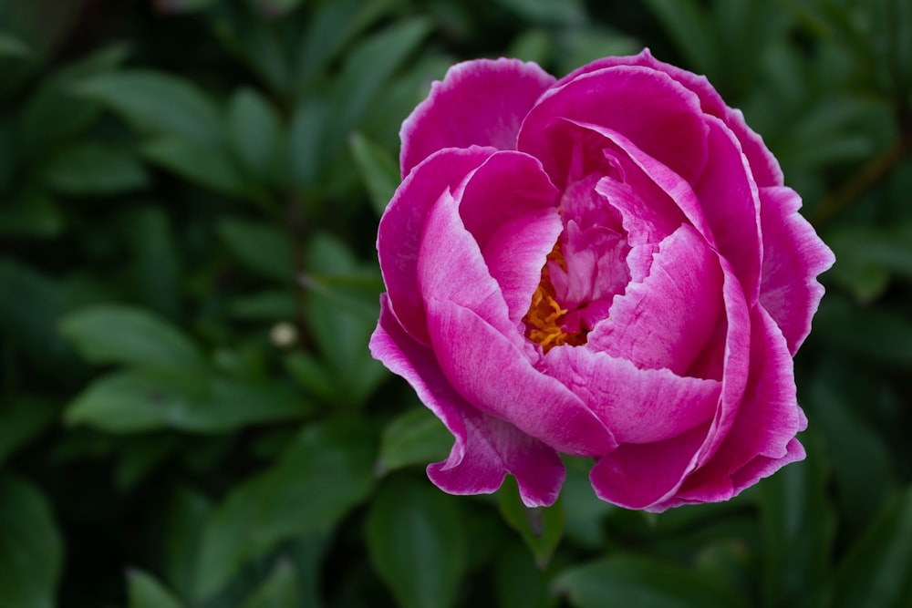 a pink flower with green leaves