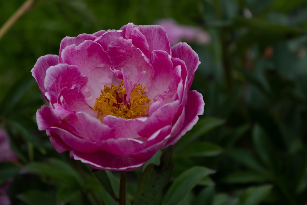 a close up of a flower