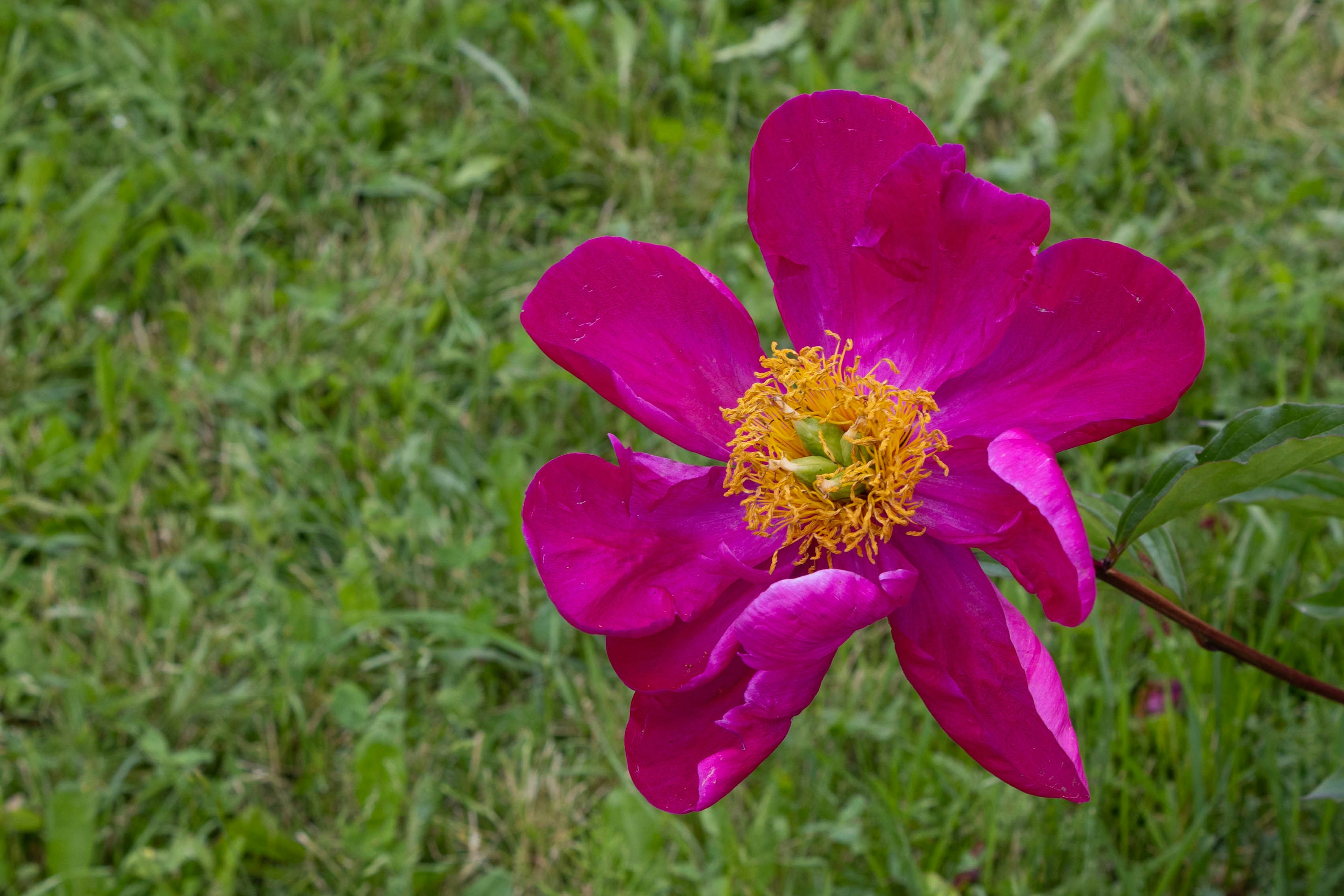 a close up of a flower