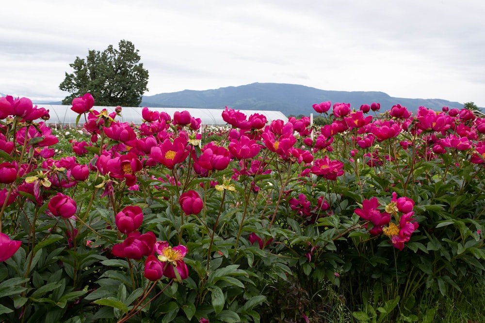 a field of flowers