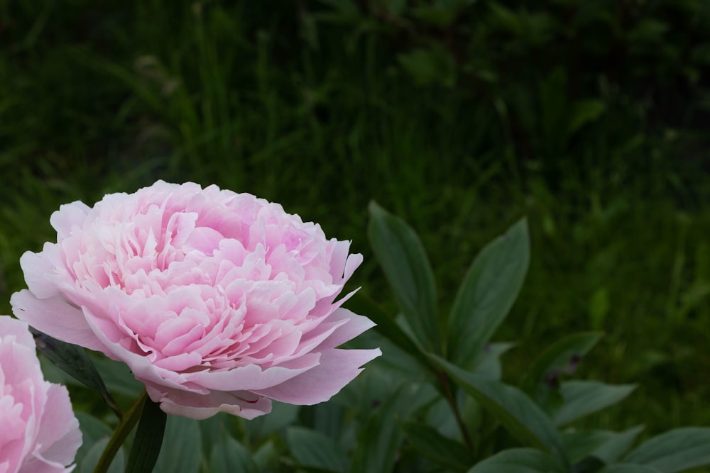 a pink flower with green leaves