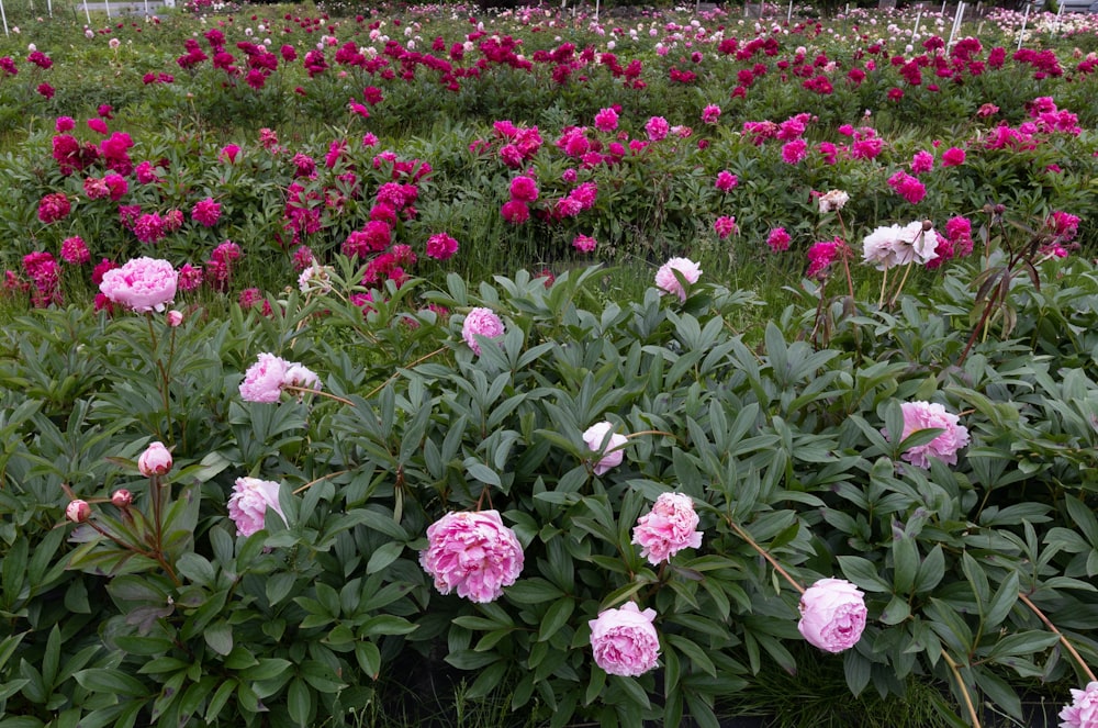 a field of pink flowers