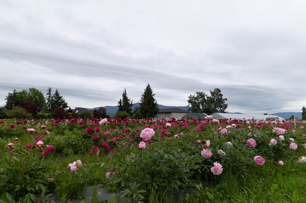 a field of flowers