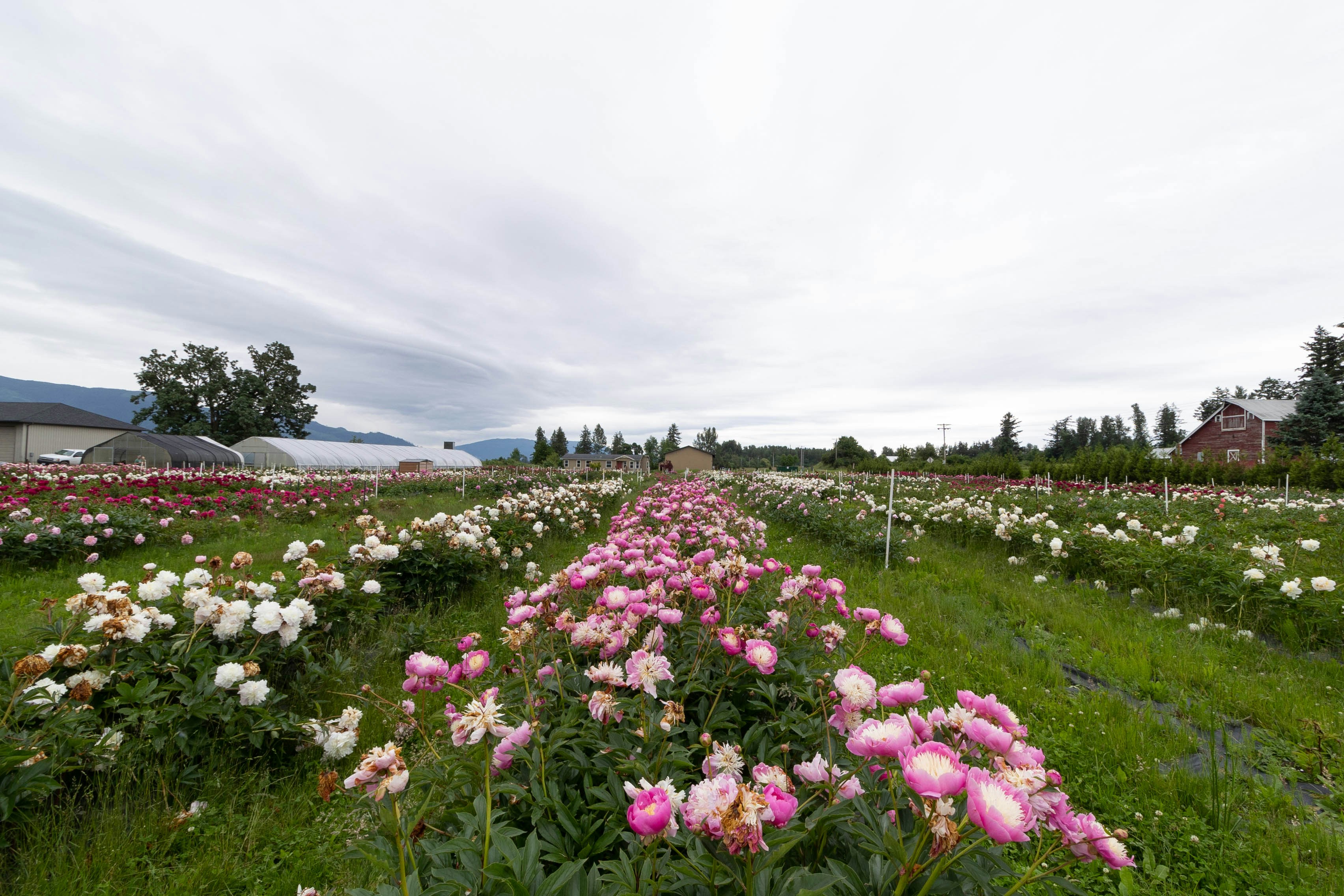 a field of flowers