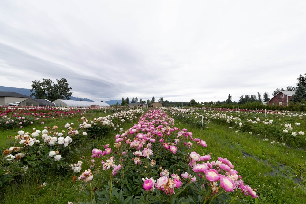 a field of flowers