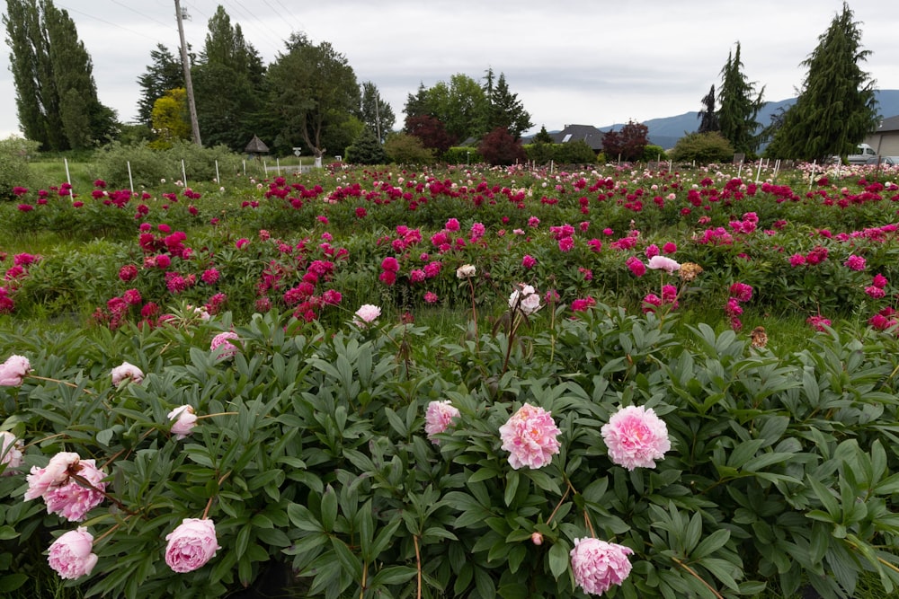 a field of flowers