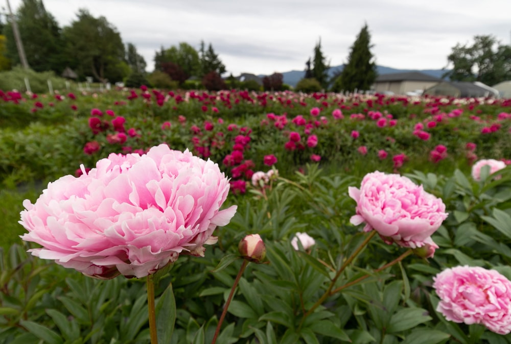 Peony Paradise Transforming Your Landscape with Blooms