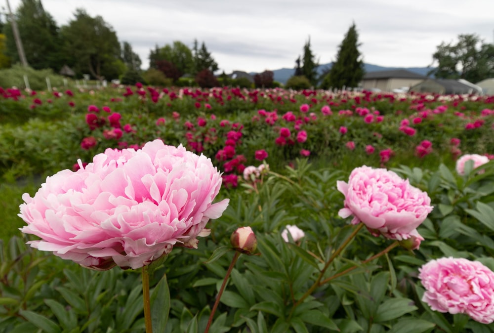 a field of flowers