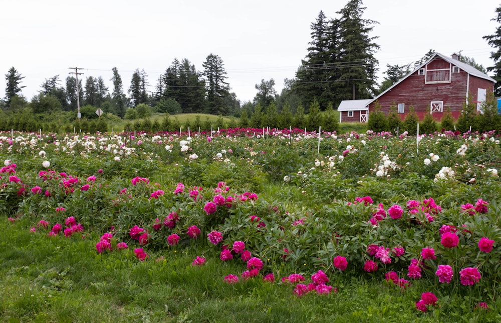 a field of flowers with a house in the background