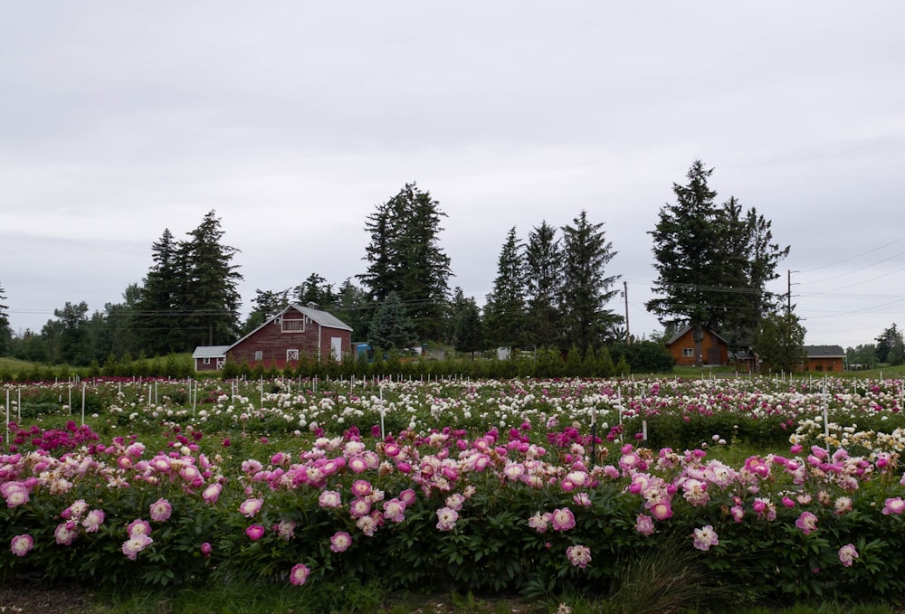 Un champ de fleurs avec une maison en arrière-plan