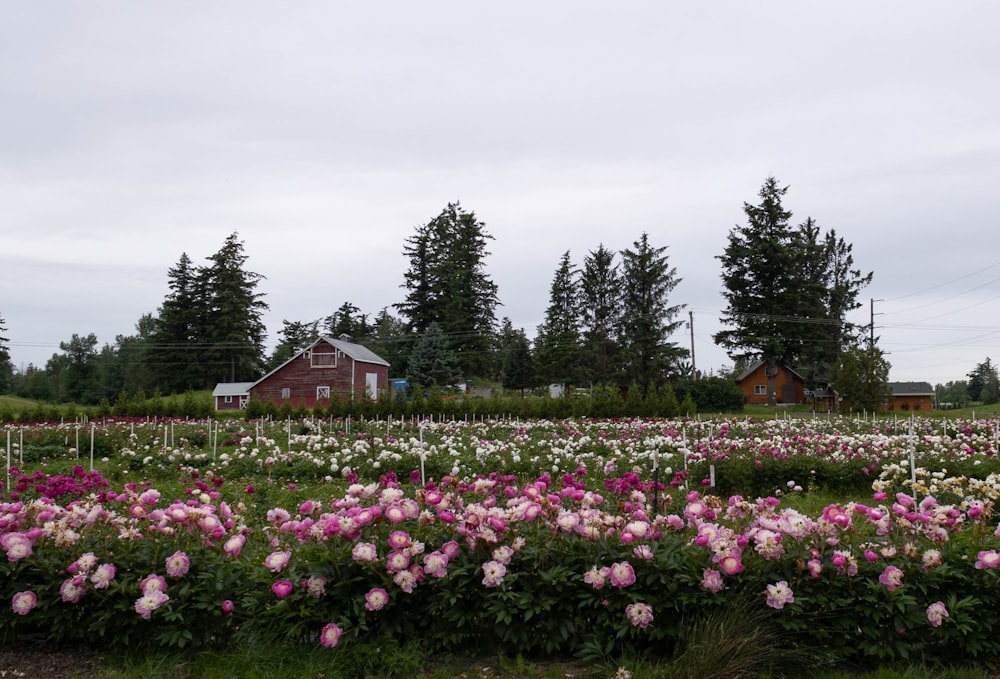 a field of flowers with a house in the background