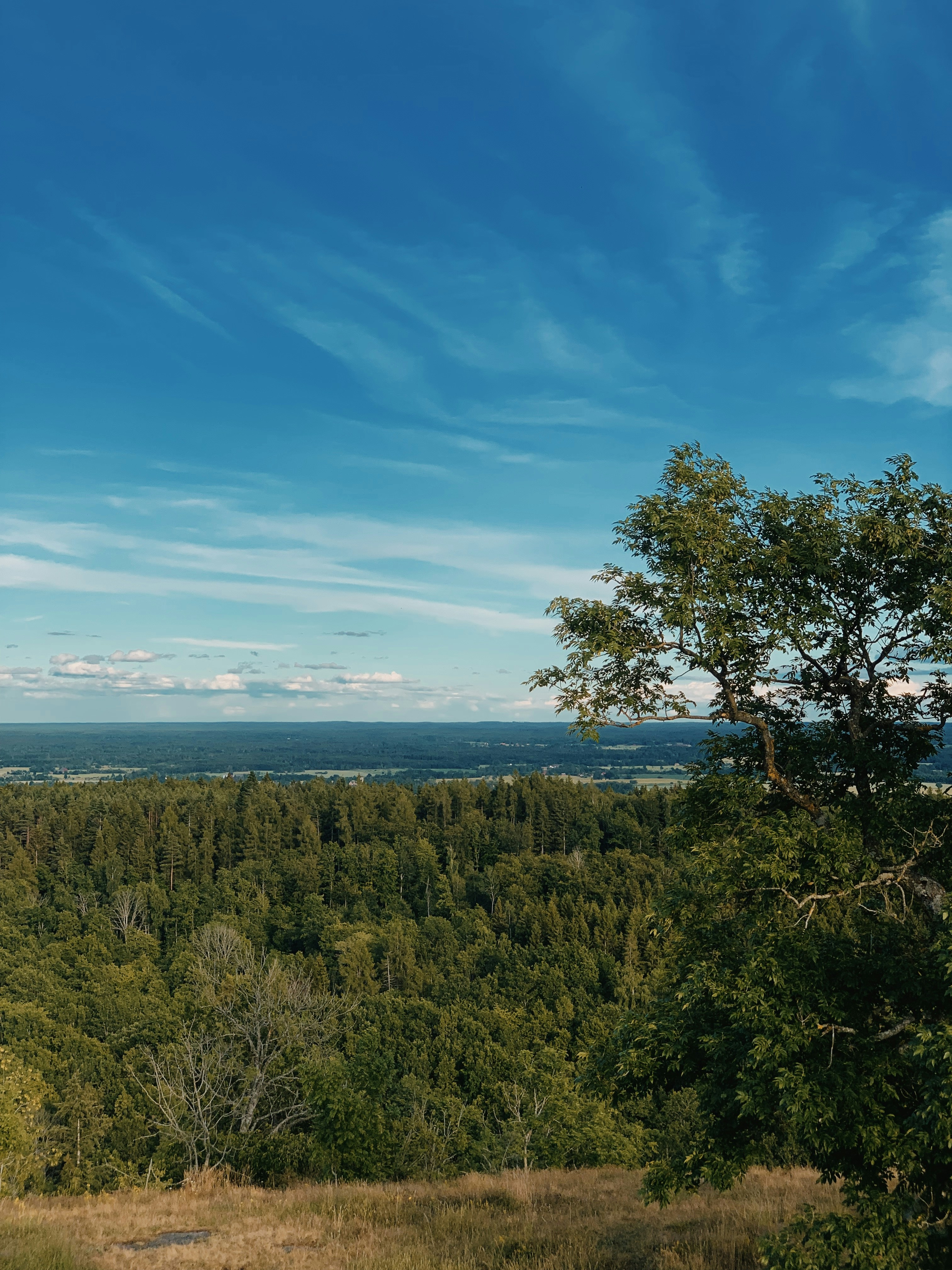 a landscape with trees and a body of water in the background
