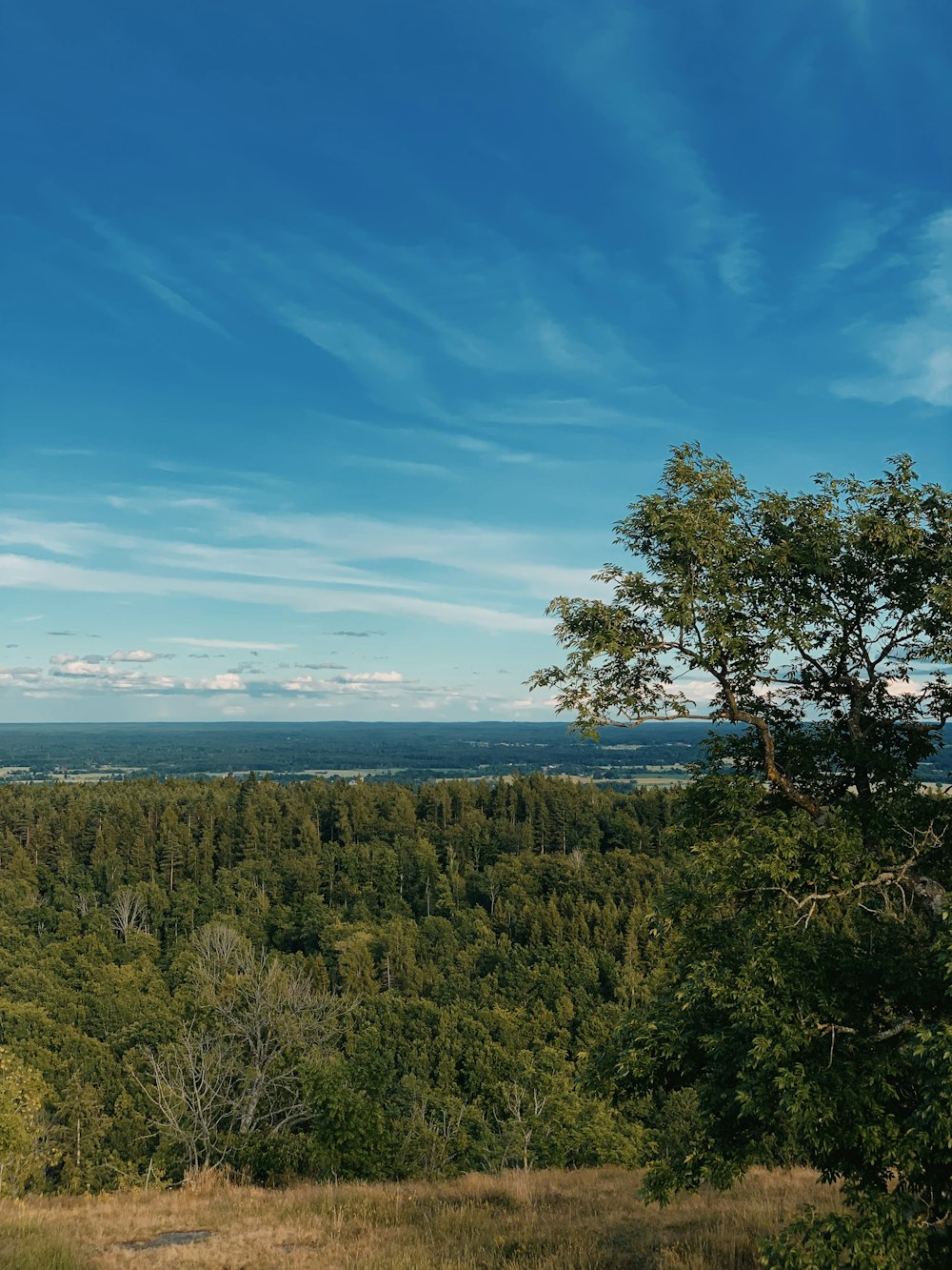 a landscape with trees and a body of water in the background