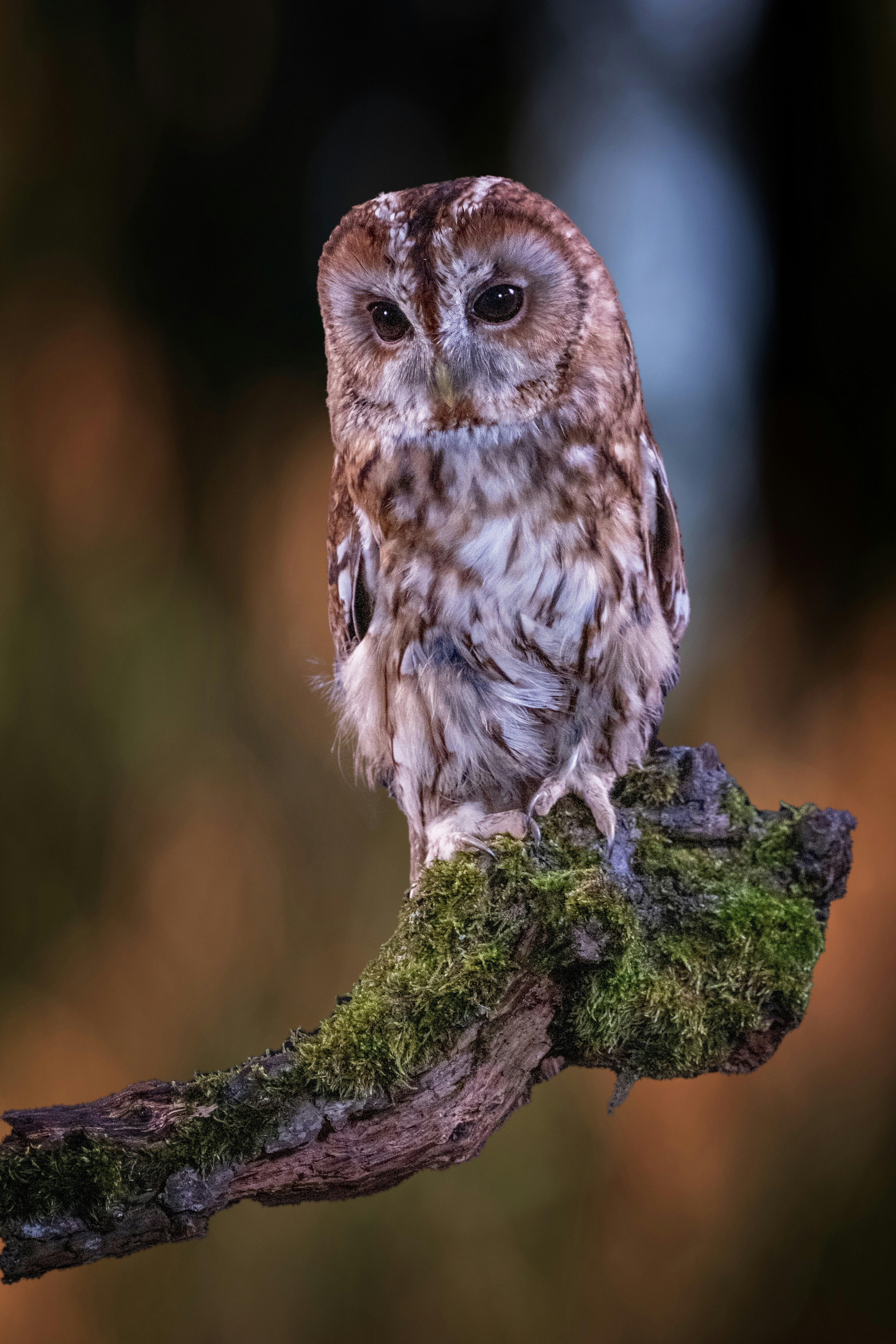 Photo by philrobson100