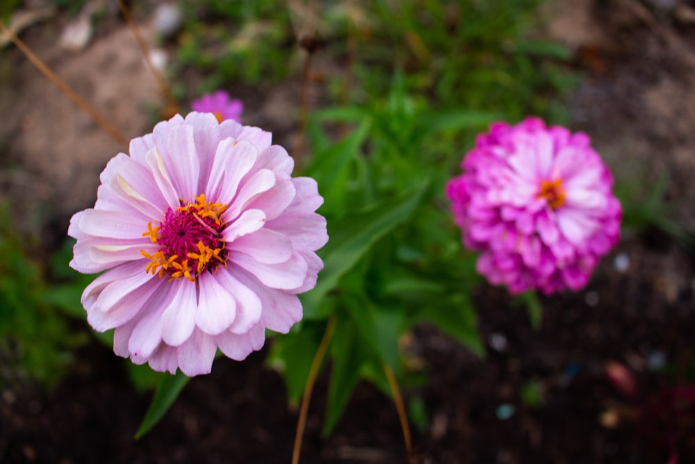 a couple of pink flowers