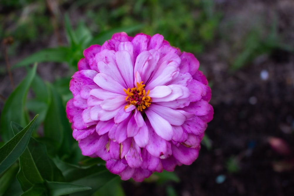 a pink flower with green leaves