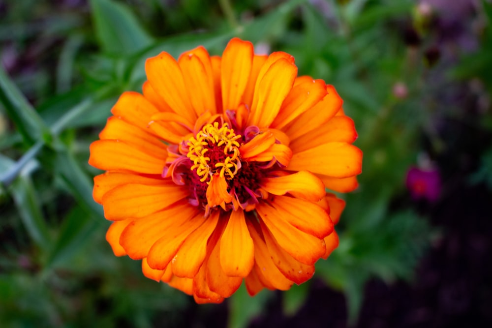 a close up of a flower