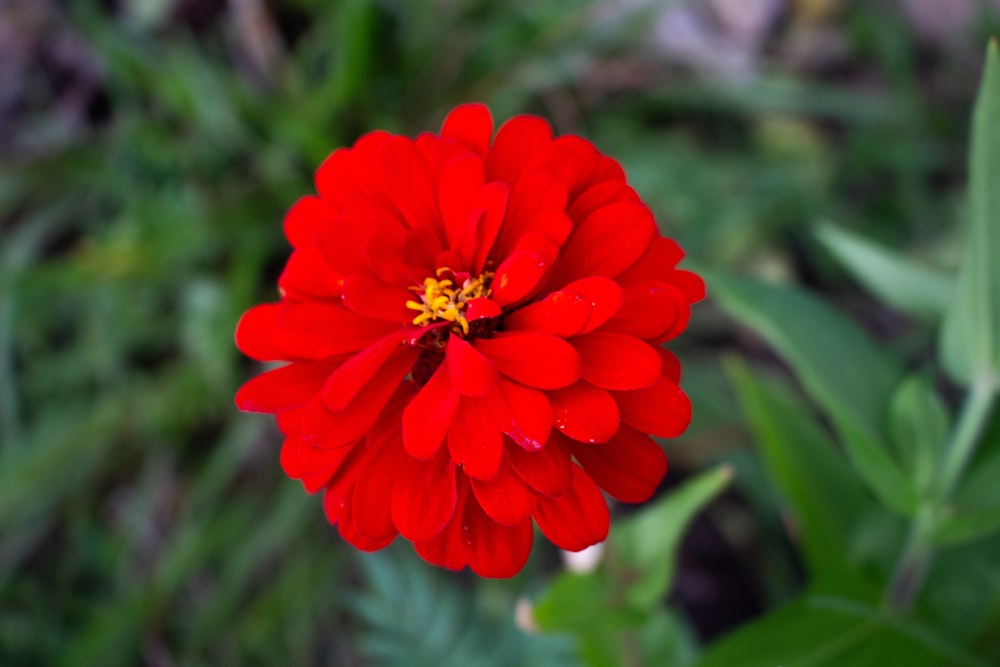 a red flower with green leaves