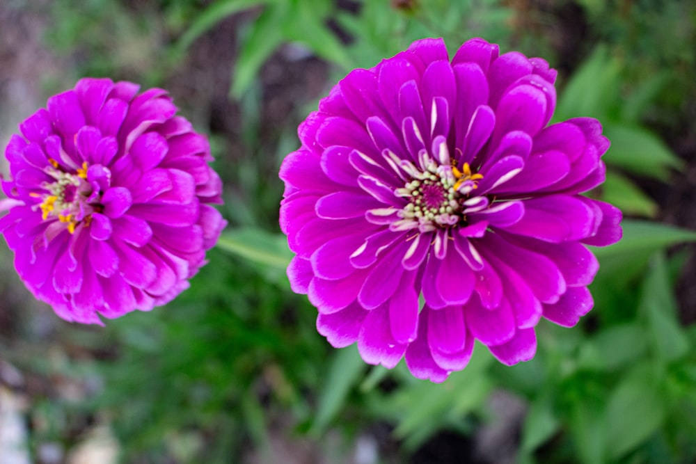 a group of purple flowers