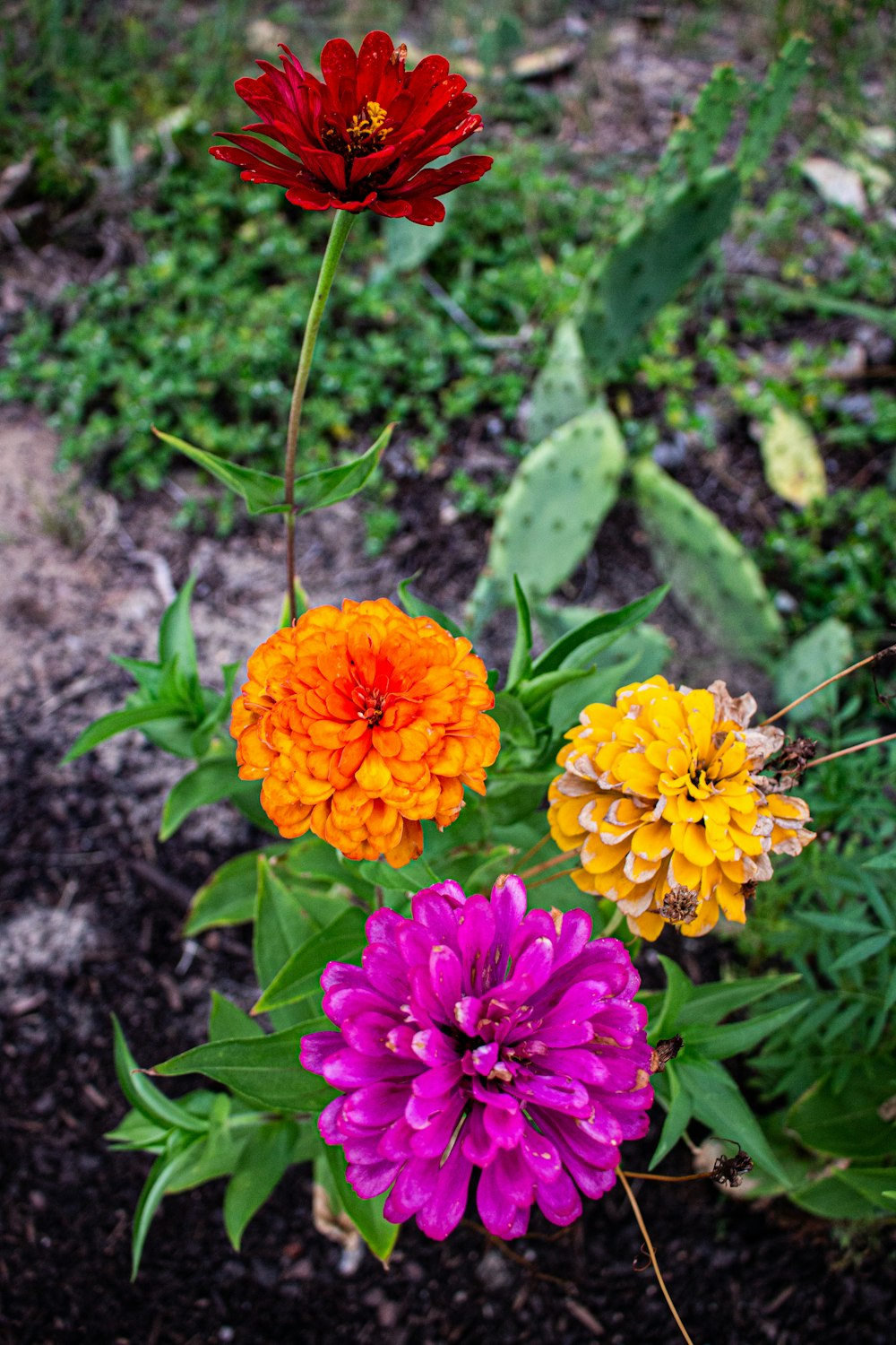 a group of colorful flowers