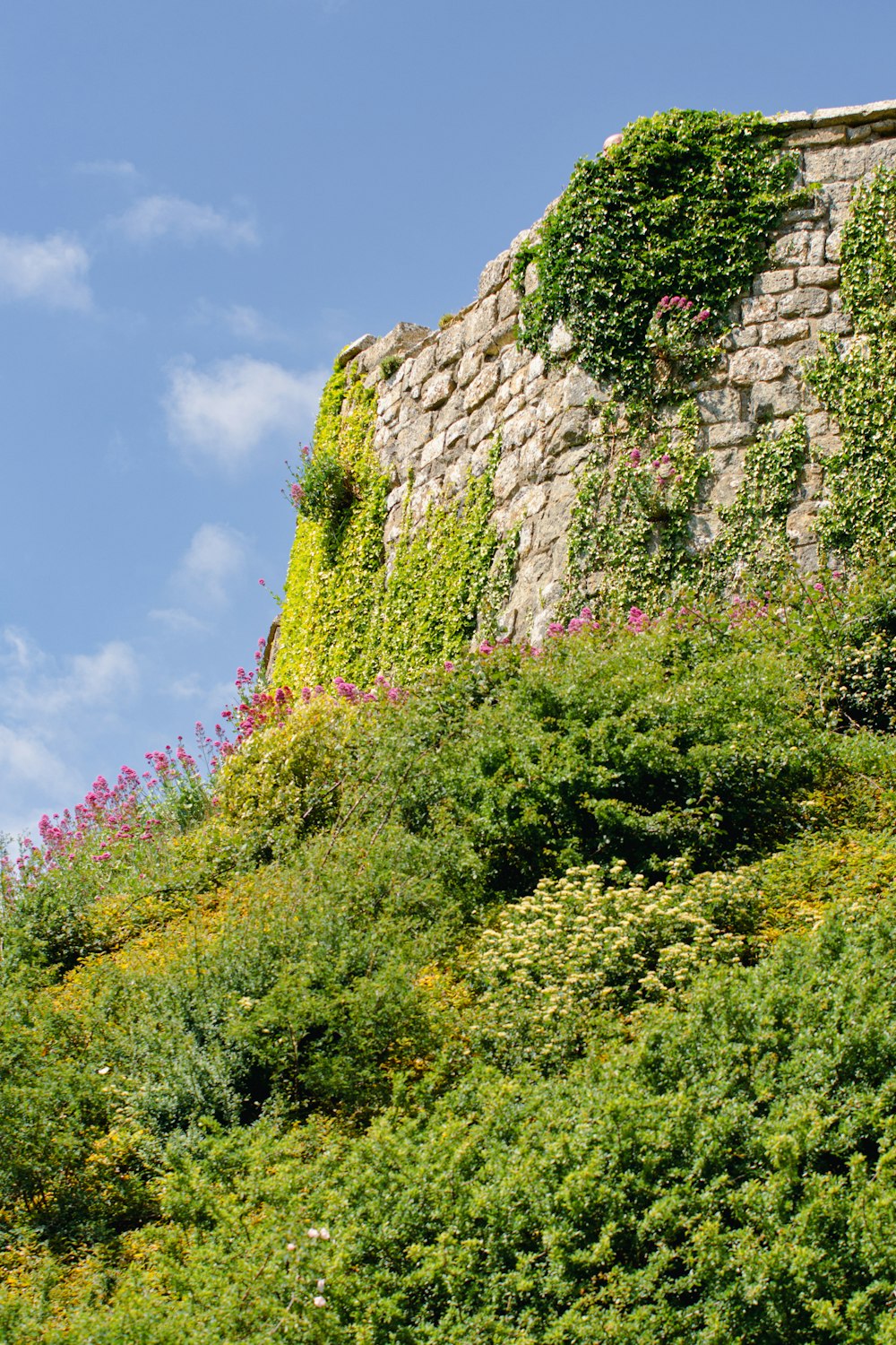 a stone wall with plants growing on it